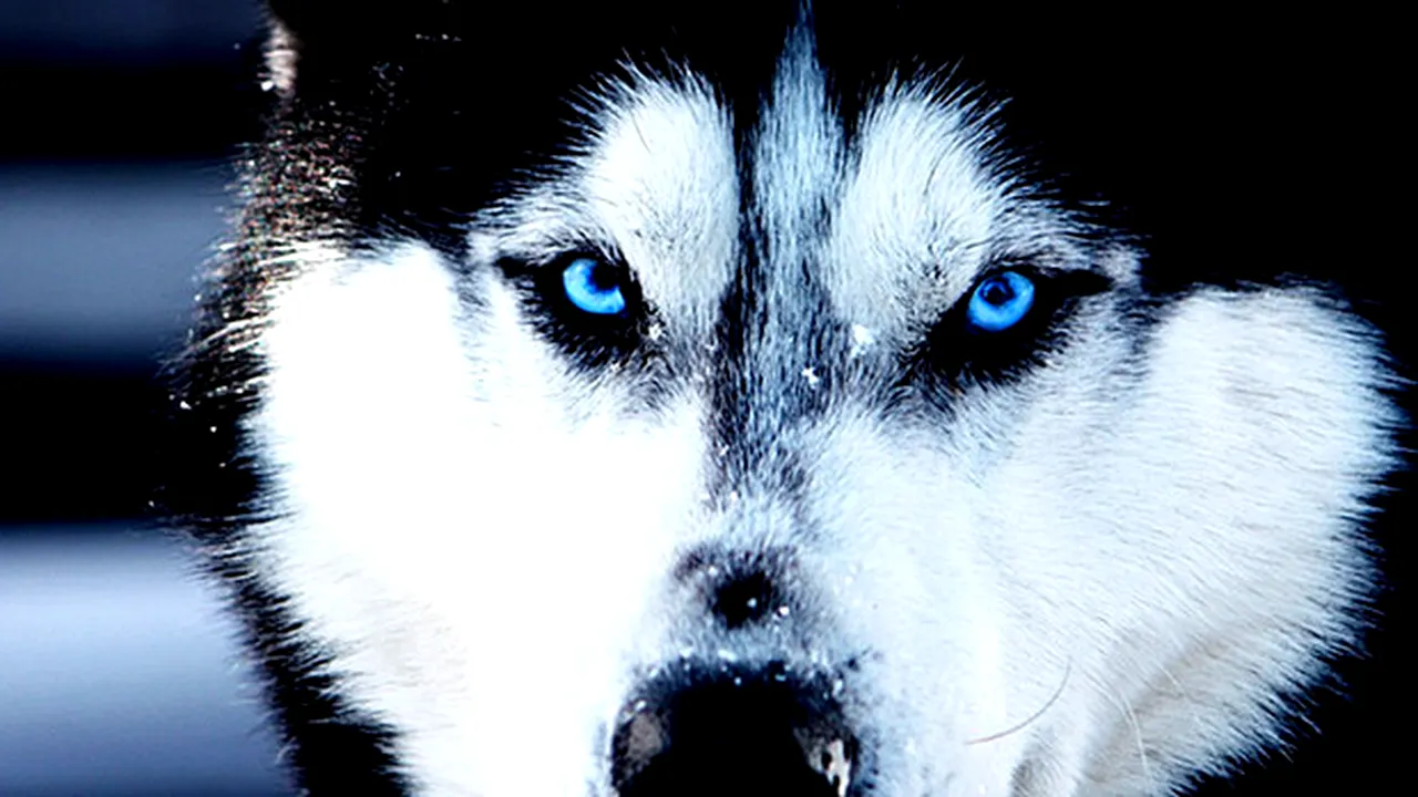 Povestea câinilor care au salvat un oraș de la dispariție