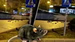 Invazie de șobolani în centrul Bucureștiului. Zeci de rozătoare au fost surprinse la lăsarea întunericului într-o zonă intens circulată din centrul Capitalei