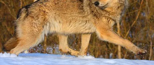 De ce vrea Norvegia să scape de două treimi din populația de lupi