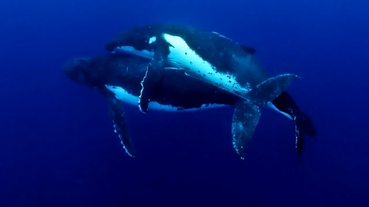 PREMIERĂ. Fotografia pe care toți cercetătorii și-ar fi dorit să o facă