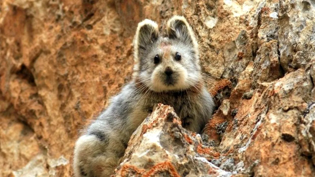 Sunt atât de puțini, încât e aproape imposibil să îi găsești. Prima fotografie cu acest mamifer simpatic, după 20 de ani de căutări