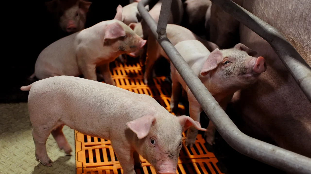 Cifrele Pestei Porcine la acest moment: 397 de focare în 84 de localități