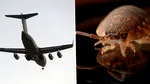 Un avion a fost retras temporar după ce pasagerii de la clasa economică au reclamat că au fost mușcați de ploșnițe