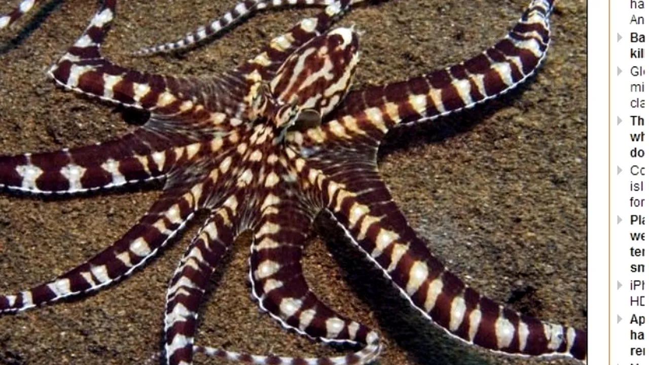 Cât de inteligente sunt nevertebratele? Cercetătorii au un răspuns surprizător