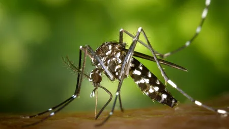 CORONAVIRUS. Oamenii de știință au studiat dacă virusul SARS-CoV-2 se transmite prin înțepătura de țânțar