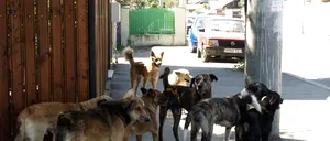 Câinii vagabonzi au atacat în Suceava. Oamenii, terorizați de HAITA care a ajuns în localitatea Todirești