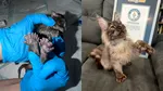 Pisica cu 29 de degete, record mondial Guinness. Din ce rasă face parte felina