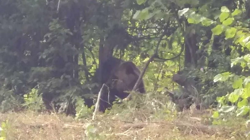 Urs prins într-o capcană, într-o localitate din județul Bacău 