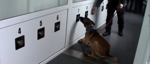 Câinii dresaţi să depisteze COVID-19 vor activa pe aeroportul din Sibiu