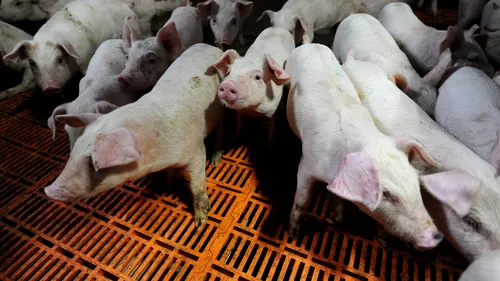 Fermierii ies în față: Cerem Guvernului să își asume uciderea preventivă a porcilor din gospodării