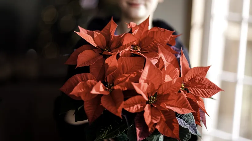 Pericolul din aranjamentele de Crăciun. Trei plante toxice folosite în decorațiuni care pot fi MORTALE