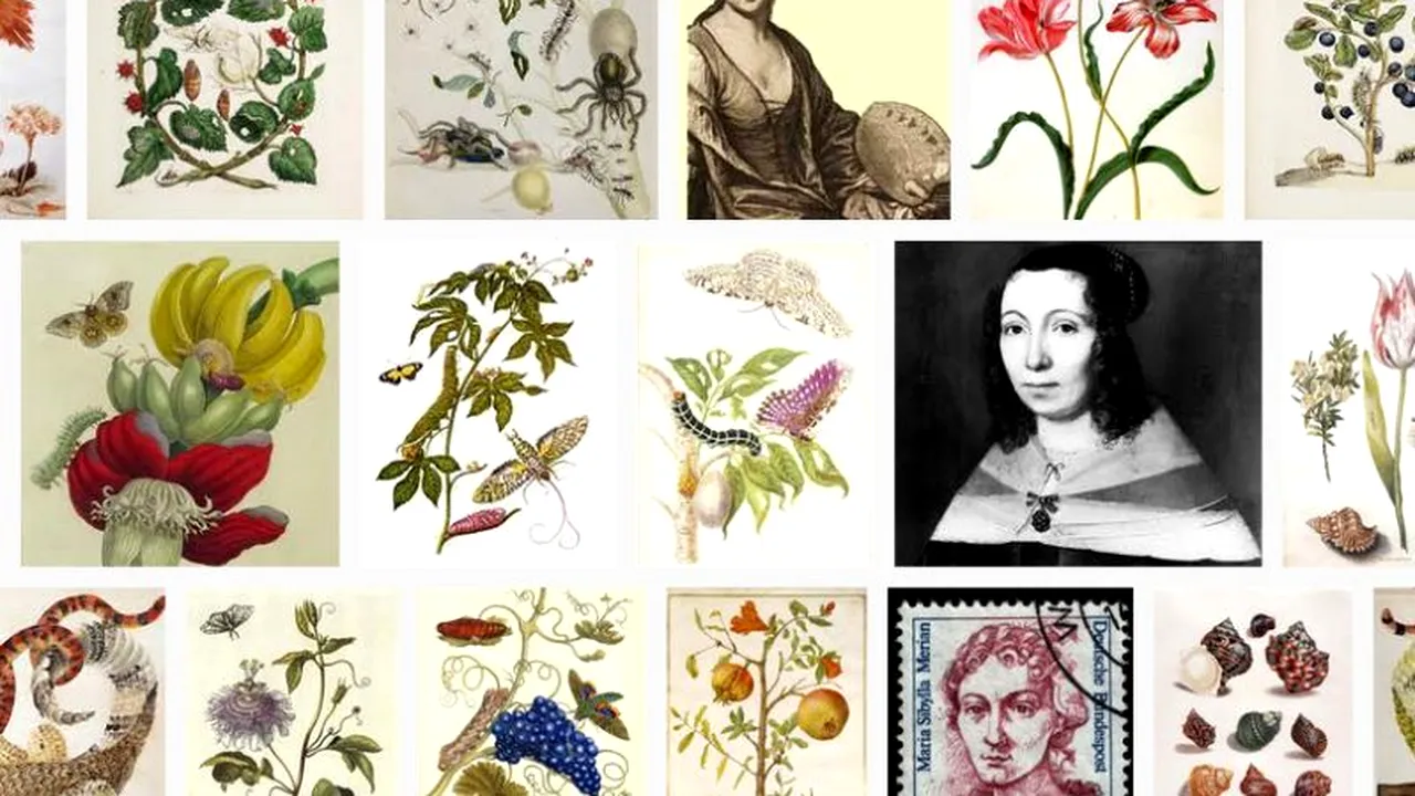 MARIA SIBYLLA MERIAN, o adevărată marcă germană: MARIA SIBYLLA MERIAN, întrecută doar de Frații Grimm pe bancnotele germane. VIDEO