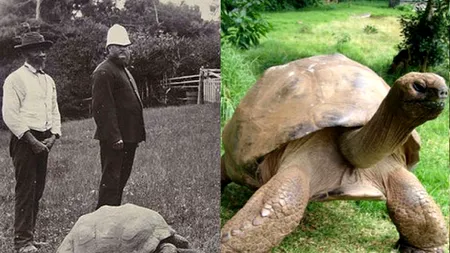 Cele două fotografii au fost făcute la 112 ani distanță. Pare incredibil, însă este aceeași țestoasă