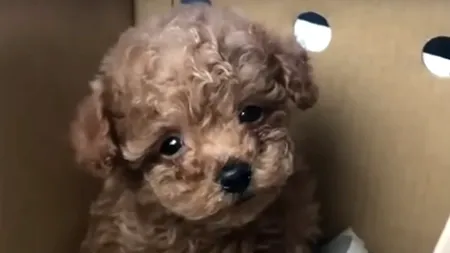 O româncă din Austria a vrut să cumpere un câine de rasă din țară, dar s-a ales cu o CORCITURĂ