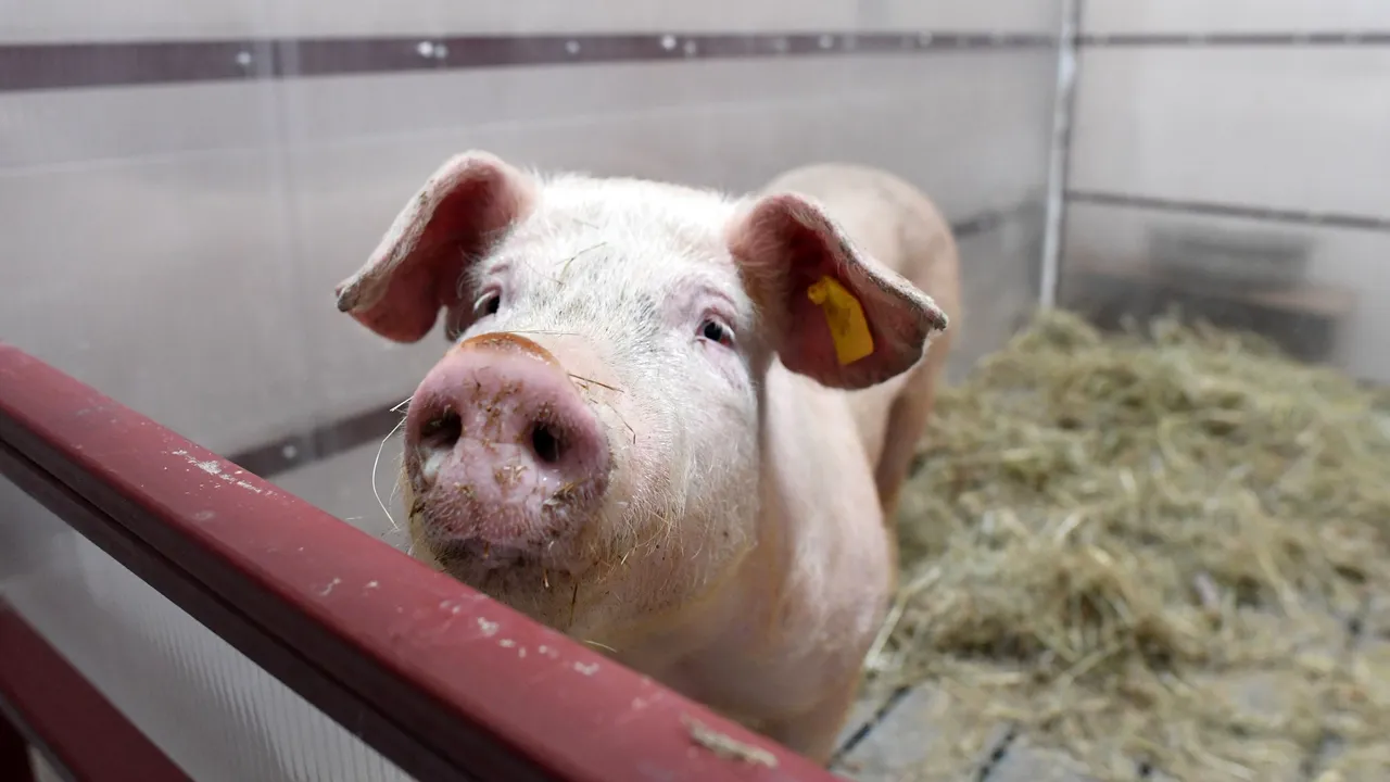 Localnicii unei comune ALUNGĂ autoritățile venite să eutanasieze porcii cu pestă