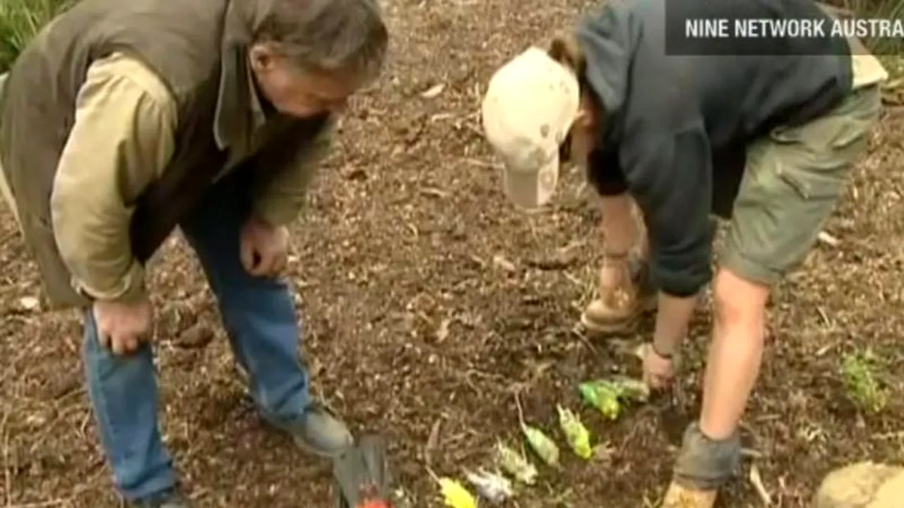 O grădină zoo din Australia a fost vandalizată