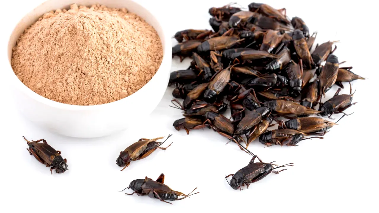 Făina de larve, 