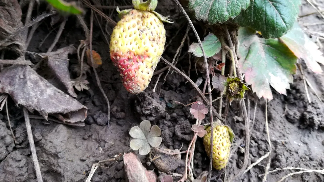 Imagini incredibile dintr-o grădină din Galați: Căpșunile au apărut în plină iarnă, și deja se coc. GALERIE FOTO