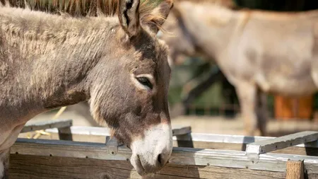 Orașul invadat de măgari: animalele dau năvală în gospodării și la evenimente