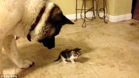 O poveste de adopție emoționantă în imagini. GALERIE FOTO