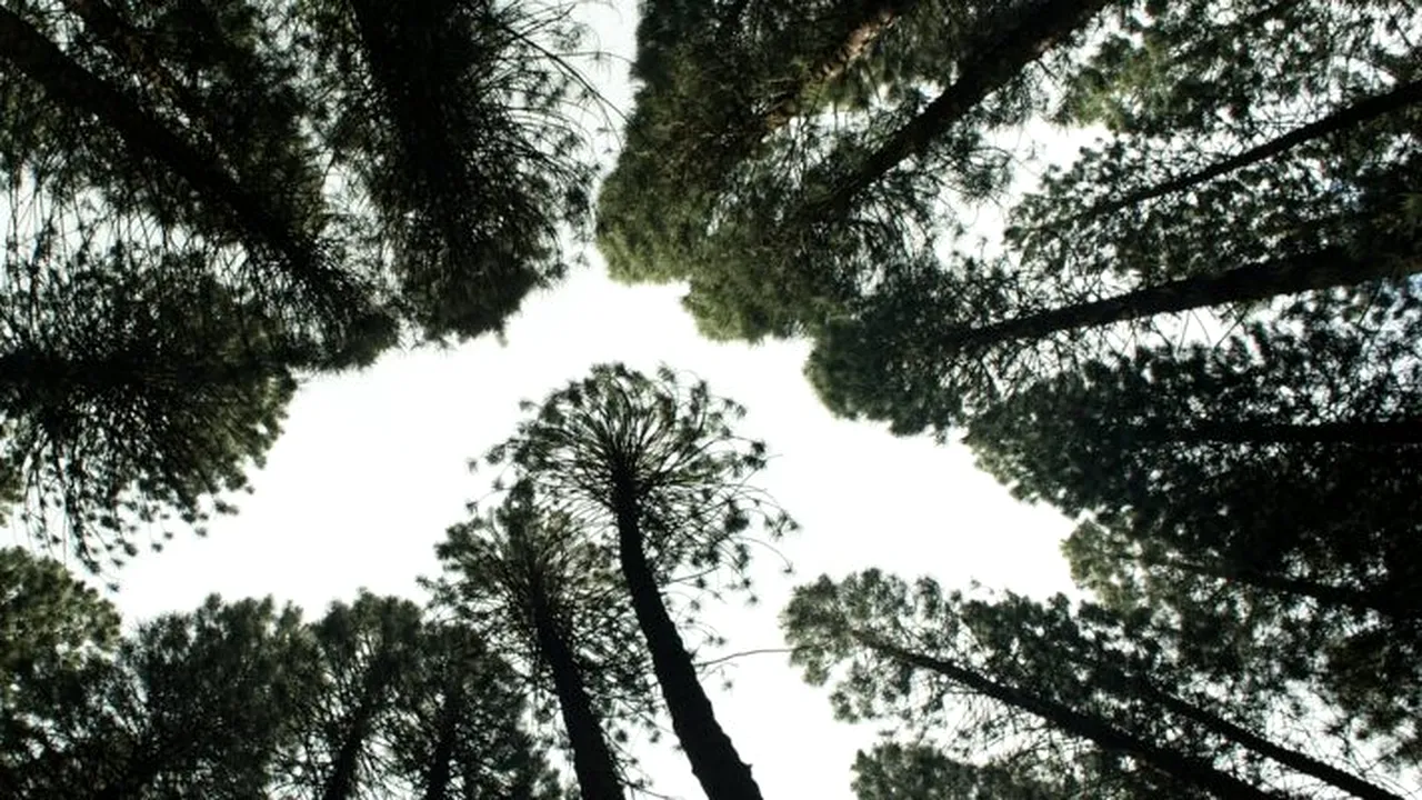 10 reguli pentru plantarea copacilor și cum reîmpădurim fără a afecta negativ mediul înconjurător