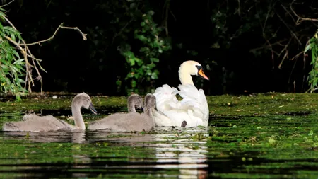 Delta Dunării devine toamna un paradis al pescarilor. Sejururile la pensiuni sunt acum mai ieftine