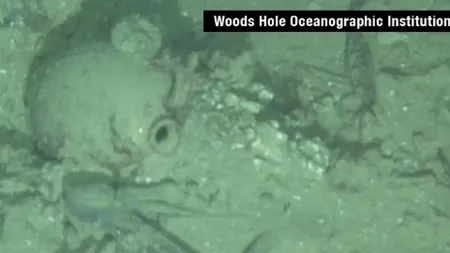O epavă misterioasă a fost descoperită pe coasta Carolinei de Nord. 
