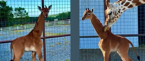 Prima girafă fără pete din lume s-a născut la o grădină zoologică din SUA