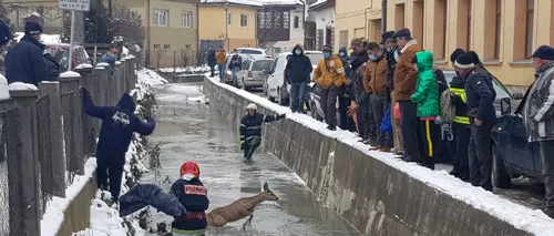 Imagini sfâșietoare cu o căprioară prinsă în sloiurile de gheață ale unui râu, surprinse în Alba! A fost salvată de pompieri!