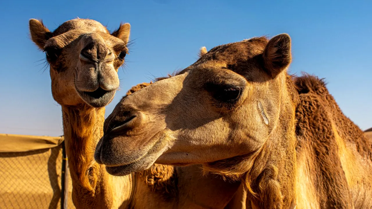 China a inaugurat primul semafor pentru cămile