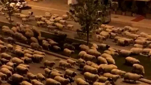 UIMITOR. Sute de oi au invadat  o stradă din Turcia