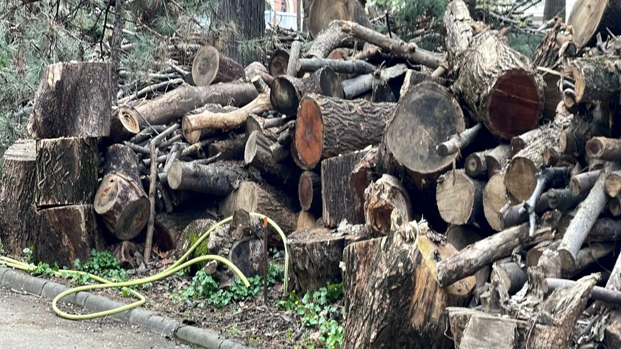 Spațiu verde istoric, defrișat pe Calea Victoriei, în curtea Academiei Române