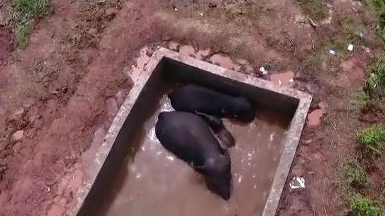 Elefanți salvați cu elicoptere și excavatoare dintr-un rezervor de apă din China. VIDEO