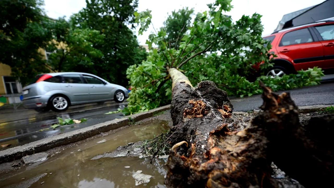 ISU București: Peste 130 de copaci doborâți de vânt și 65 de mașini avariate, în ultimele 24 de ore