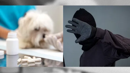 EXCLUSIV | Aflat sub control judiciar, un băiat de bani gata a spart un cabinet veterinar din București pentru a se droga. ”O nevoie disperată”