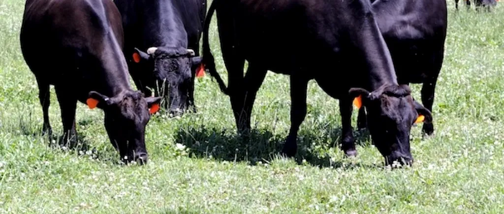 Fermierii germani vor să dea lovitura cu vaca Wagyu. Cât costă un kilogram de carne 