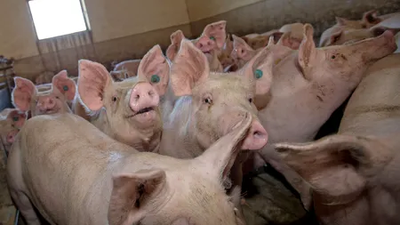 Comisia Europeană ajută România cu peste 34 de MILIOANE de euro pentru combaterea PESTEI PORCINE AFRICANE. ANSVSA: Peste 360 de mii de animale au fost UCISE