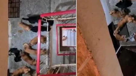 Locatarii unui bloc, TERORIZAȚI de o vecină care crește zece câini în garsonieră. Patrupedele sunt înfometate și neîngrijite