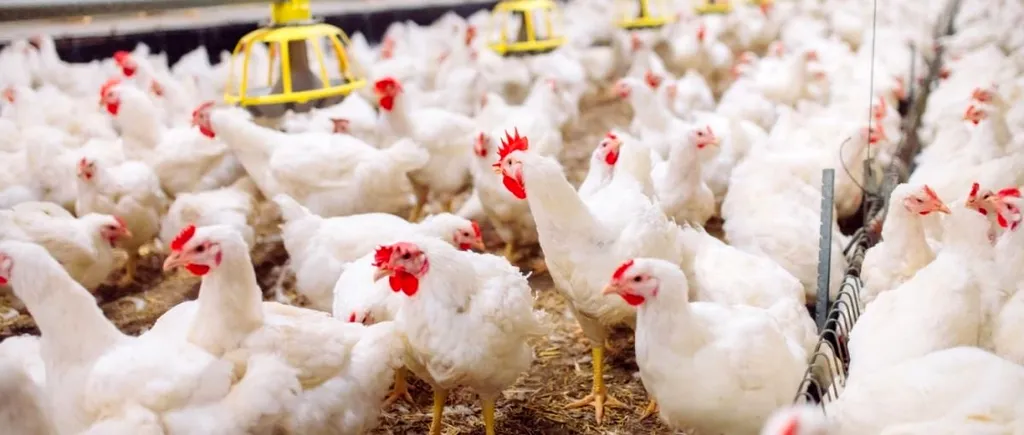 INTERDICȚIE: Focar de gripă aviară la o fermă din Mureș. ANSVSA a suspendat comerţul ambulant cu păsări vii timp de 30 de zile