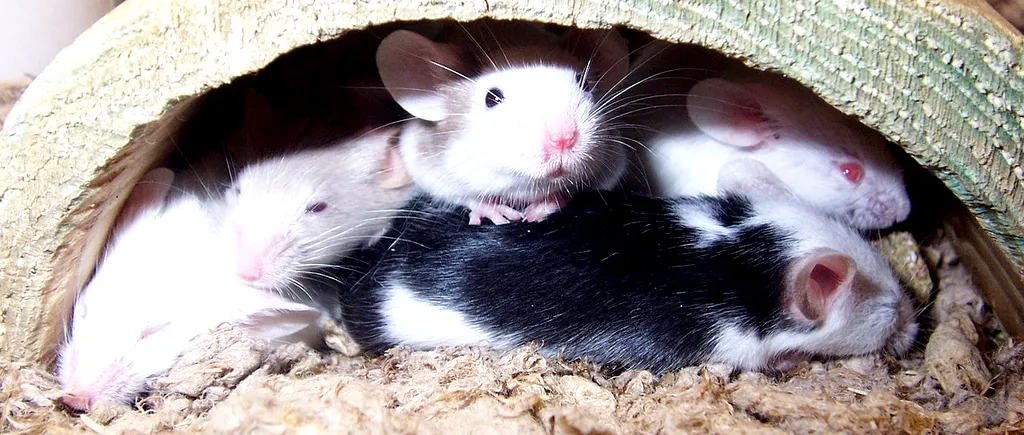 Pericol pentru omenire: în Marea Britanie au apărut șoareci și șobolani imuni la otravă!