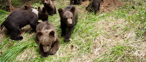 FOTO. Cum au fost salvați toți acești pui de urși bruni