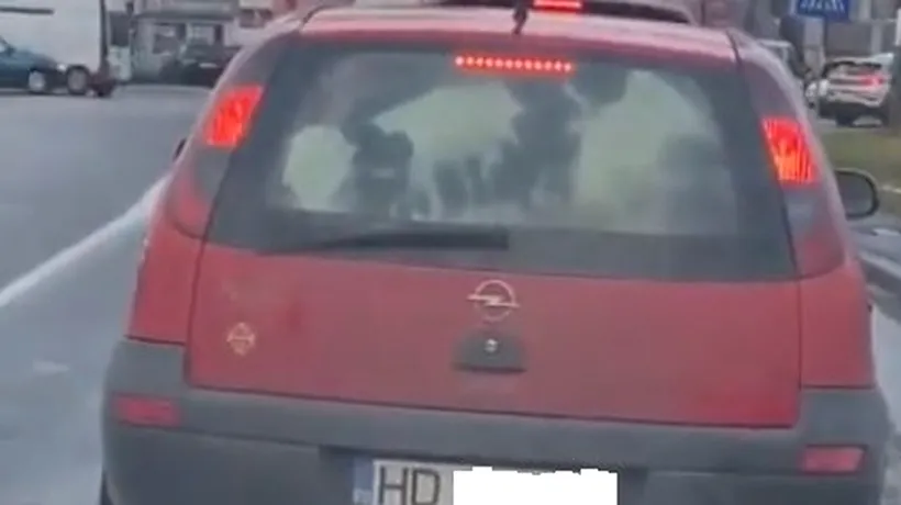 Cu vițelul la plimbare printre semafoare | O șoferiță a înghesuit un vițel într-un Opel Corsa și-a pornit la drum prin Timișoara - VIDEO 