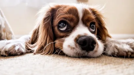 Gândul Live. Dosar penal pentru o femeie din Galați, după ce a furat câinele vecinilor, pentru că o deranja lătratul