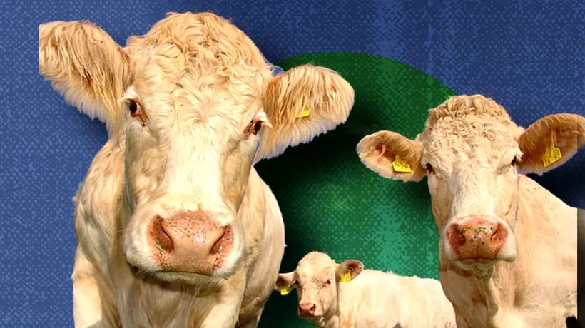 Cazuri nemaiîntâlnite de gripă AVIARĂ descoperite în SUA la vacile de lapte