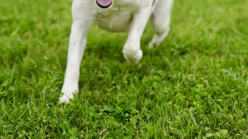 Cea mai SIMPLĂ metodă prin care scapi de părul de animale de pe haine și din casă. Te costă doar 5 lei