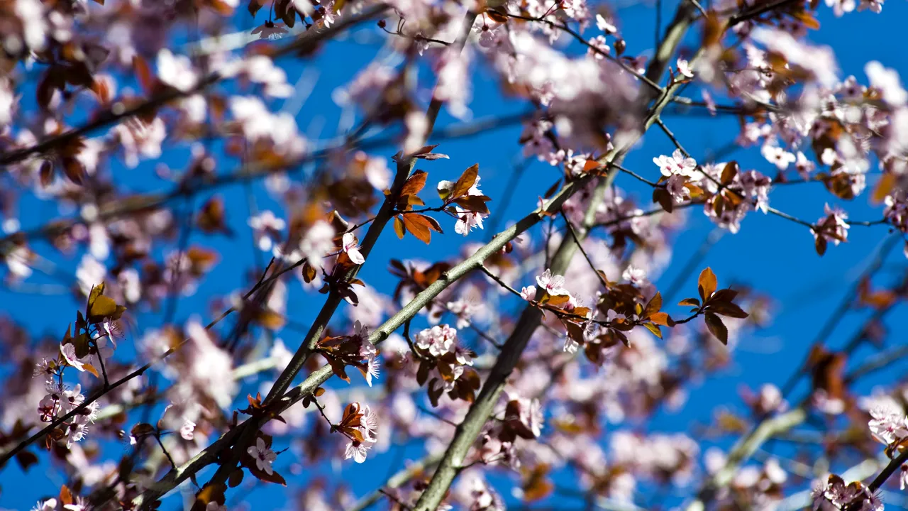 20 martie, ECHINOCȚIUL de primăvară. Momentul în care ziua este egală cu noaptea