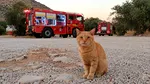 Un motan a devenit mascota pompierilor români aflați în Grecia. Salvatorii l-au botezat „Garfield”