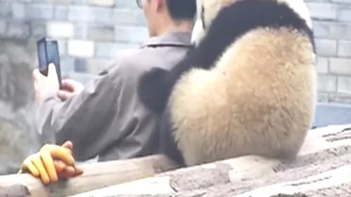 Cum învață un urs panda să facă selfie. Imaginile au cucerit Internetul