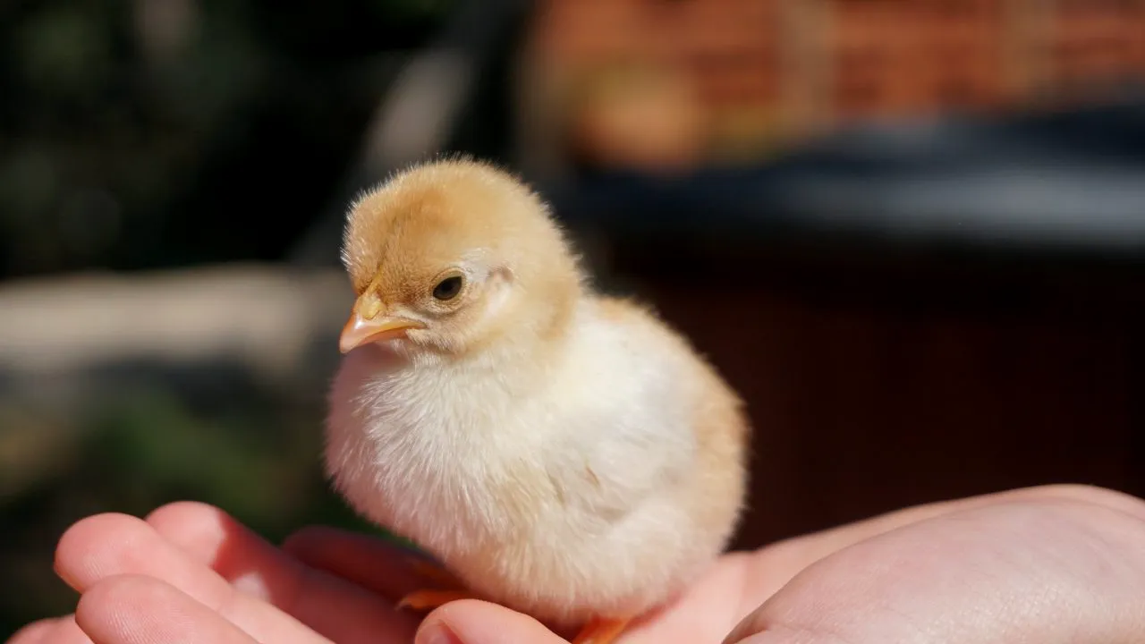 Germania, prima ţară care interzice practica uciderii puilor de găină de sex masculin