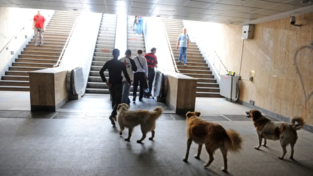 Vier Pfoten: Amendarea persoanelor care hrănesc câinii fără stăpân, 